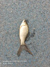 久巖尤尼吉可線(xiàn)組釣魚(yú)線(xiàn)子線(xiàn)強拉力低延展黑坑正品競技魚(yú)線(xiàn) 尤尼吉可線(xiàn)組【5.4米】無(wú)結綁制 2.0號 曬單實(shí)拍圖
