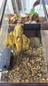 爬將軍生態(tài)烏龜缸造景魚(yú)龜混養懶人養龜小型小烏龜專(zhuān)用家用魚(yú)缸桌面魚(yú)缸 60混養缸【雙區造景+過(guò)濾照燈】 曬單實(shí)拍圖