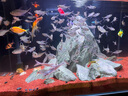 YEE超白魚(yú)缸桌面客廳生態(tài)斗金魚(yú)烏龜缸造景小型水草養魚(yú)玻璃裸缸40cm 曬單實(shí)拍圖