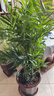 散尾葵綠植鳳尾竹盆栽袖珍椰子室內大型綠植四季常青富貴椰子植物 【80-100厘米11-12顆造型好][育苗盆 曬單實(shí)拍圖