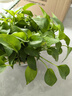 綠有意綠蘿盆栽室內植物花卉綠植水培長(cháng)藤垂吊大葉綠籮新房家用吸除甲醛 180原盆儲水綠蘿12盆+壺+30肥 帶盆帶土發(fā)貨 曬單實(shí)拍圖