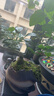開(kāi)時(shí)果 黑骨茶小葉紫檀盆栽 中式禪意盆景桌面觀(guān)景老樁胡椒木樹(shù)苗綠植 飄枝清香胡椒木+祥云聚財罐+底座 曬單實(shí)拍圖