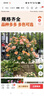 棒棒糖樹(shù)樁月季花苗樹(shù)狀特大花朵四季開(kāi)花花卉植物庭院玫瑰花樹(shù)苗 緋扇【多季循環(huán)開(kāi)花】 粗度：直徑2-2.2cm 曬單實(shí)拍圖