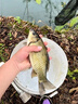 光GW威魚(yú)竿手竿大物竿龍神飛戟碳素超輕超硬19調湖庫鰱鳙臺釣竿巨物竿5.4m 大物版+竿稍+竿包其他 曬單實(shí)拍圖