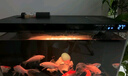 米家（MIJIA）智能生態(tài)魚(yú)缸還原自然生態(tài) 智能魚(yú)缸+濾芯套裝 曬單實(shí)拍圖