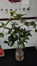 壹植水培四季桂花中式吊鐘綠植鮮切花水養花卉室內濃香型樹(shù)苗盆栽植物 水培桂花30-40cm單植物2棵+養液 曬單實(shí)拍圖