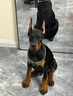 麥盯優(yōu)寵純種杜賓幼犬大型護衛猛犬狗狗活體德系美系杜賓犬雙血統寵物獵犬 血統級 曬單實(shí)拍圖