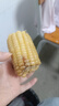 京鮮生東北白糯玉米250g*10棒 新鮮甜糯玉米棒真空包裝粘玉米 源頭直發(fā) 曬單實(shí)拍圖