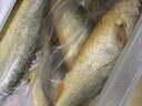 鮮喜利舟山大黃魚(yú)禮盒深海黃花魚(yú)鮮活冷凍生鮮海鮮年貨禮包新鮮水產(chǎn)商用 2條無(wú)禮盒（單條凈重1斤） 曬單實(shí)拍圖