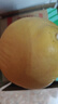 福建平和老樹(shù)紅柚 新鮮現摘 皮薄肉厚多汁 蜜柚柚子 1-1.5斤一粒 曬單實(shí)拍圖
