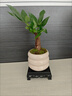竹盆栽室內水養綠植四季常青客廳陽(yáng)臺好養活盆景綠植吸甲醛神器 白南瓜吸水盆+肥 曬單實(shí)拍圖