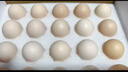 1號會(huì )員店One's Member葉黃素可生食標準鮮雞蛋 20枚 單枚55g 源頭直發(fā) 曬單實(shí)拍圖