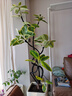 嘆為觀(guān)止 大型盆栽 單桿辮子發(fā)財樹(shù)天堂鳥(niǎo)綠蘿散尾葵辦公室內開(kāi)業(yè)喬遷禮品 造型黃金榕1.6-1.8米【保齡球盆】 含盆 曬單實(shí)拍圖