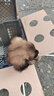 麥基樂(lè )中華田園犬黑犬黃狗白狗虎斑四眼鐵包金土狗幼犬活體 田園級 黃狗 公 曬單實(shí)拍圖