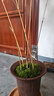華香蘭藝紅觀(guān)音竹內門(mén)紫紅寒文米竹子苗鳳尾金絲佛肚盆栽景耐陰書(shū)房室綠植 紅觀(guān)音3-4桿 原盆原土發(fā)貨 曬單實(shí)拍圖