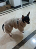 貝初眾狗狗衣服冬季保暖貓咪冬天衣服中小型犬秋冬小狗衣服泰迪比熊柯基 棕色-加厚珊瑚絨【可牽引】 M 【適合4-5斤寵物】 加厚保暖 曬單實(shí)拍圖