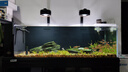 海豚貼片魚(yú)食100g小型魚(yú)飼料 燈科孔雀魚(yú)黑尾大勾通用魚(yú)糧 熱帶魚(yú)飼料 曬單實(shí)拍圖