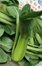 安徽云南種植上海青四季青蔬菜類(lèi)新鮮現發(fā)青菜小青菜綠葉菜香菇菜 5斤帶箱 小青菜 曬單實(shí)拍圖
