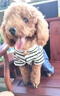 阿莫爾狗狗衣服可牽引寵物四腳衣泰迪比熊博美小型犬寵物貓咪春秋季外套 三小熊背帶褲 XS 建議1-3斤 具體參考尺碼表 曬單實(shí)拍圖