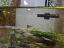 孔雀魚(yú)黑尾大勾冷水魚(yú)小型觀(guān)賞魚(yú)群游魚(yú)原生魚(yú)燈科類(lèi)魚(yú)草缸群游 黑尾大勾3條備損1條【發(fā)4條】 曬單實(shí)拍圖