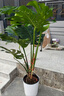 植男植女客廳龜背竹大型真綠植盆栽?xún)艋諝庠⒁夂盟募境Ｇ噢k公室源頭直發(fā) 曬單實(shí)拍圖