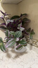 婚禮油畫(huà)室內辦公室花卉綠植好養紫葉吊蘭觀(guān)葉耐陰植物 （單盆裝）油畫(huà)配小蠻腰吸水盆 曬單實(shí)拍圖