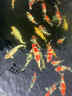 日本進(jìn)口純種高端精品大型錦鯉觀(guān)賞魚(yú)活體魚(yú)紅白大正昭和白寫(xiě)丹頂 25cm左右純進(jìn)口1條（視頻選魚(yú)） 曬單實(shí)拍圖