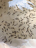 桂花魚苗鱖魚苗翹嘴魚苗斑桂魚肉食性魚苗加州鱸魚苗鱸魚苗小魚苗 鱖魚苗 5條 4-5厘米 曬單實(shí)拍圖