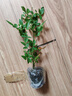 月季花苗四季開(kāi)花大花濃香型灌木月季苗庭院陽(yáng)臺盆栽地栽玫瑰花苗 瑪姬嬸嬸【小花濃香，多季節開(kāi)花】 扦插小苗15-25cm高 1棵 曬單實(shí)拍圖