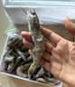 蝦有蝦途國產(chǎn)青島大蝦白蝦青蝦基圍蝦鮮蝦冷凍生鮮蝦類鮮活特大海捕整箱裝 16-18厘米特大號 3.6斤(凈重) 曬單實拍圖