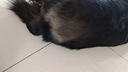 麥德氏IN-PLUS狗狗超濃縮卵磷脂狗狗美毛護膚泰迪金毛美毛護毛軟磷脂 600g 曬單實(shí)拍圖
