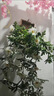 LZJVins風(fēng)小雛菊壁掛仿真花藤藤蔓條纏繞掛墻面遮擋裝飾綠植假花壁飾 雛菊壁掛贈送無(wú)痕釘【一整套】 曬單實(shí)拍圖