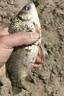 YGK PE JPX24編超強拉力pe線(xiàn)路亞線(xiàn)錨魚(yú)打黑雷強海釣筏釣順滑遠投500米主線(xiàn) 24編【新編織工藝】300米 1【相比普通pe線(xiàn)拉力提升10%】 曬單實(shí)拍圖
