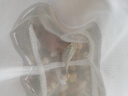 云峰海瑞胎生魚(yú)活體觀(guān)賞魚(yú)瑪麗月光牡丹米奇淡水觀(guān)賞繁殖瑪麗球小型熱帶魚(yú) 胖嘟嘟的瑪麗球10條（有快生的） 曬單實(shí)拍圖