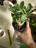 【夏季新品】稀有多頭沙漠玫瑰重瓣老樁濃香多肉綠植四季室內外 多色花    根直徑（2-4公分） 帶黑色育苗盆發(fā)貨 曬單實(shí)拍圖