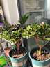 杜鵑花四季開花杜鵑盆栽杜鵑花苗陽臺客廳帶花苞懶人花卉 1盆【原土原盆】 曬單實拍圖