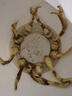 秋穎慈姑種根種苗茨菇苗水族裝飾淡水魚(yú)缸沼澤過(guò)濾植物中后景挺水植物 慈姑10顆 曬單實(shí)拍圖