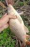 一包搞定鯉魚(yú)魚(yú)餌河冠鯉魚(yú)坑野釣垂釣鯉魚(yú)餌料一散見(jiàn)效餌料 1包【河冠鯉500g】 曬單實(shí)拍圖