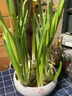 花語笙默水仙花盆栽水養(yǎng)花卉漳州水仙種球辦公桌面室內(nèi)水培易開花綠植物球 水仙大種球5個+營養(yǎng)液+生根粉（周長20-22cm） 曬單實拍圖