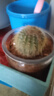 多肉植物仙人掌盆栽室內肉肉仙人球小盆栽開(kāi)花可愛(ài)桌面綠植 金冠+玻璃盆+黃金砂+營(yíng)養土 含盆 曬單實(shí)拍圖