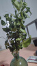 佰花錦水培植物室內花卉綠植盆栽辦公室四季常青好養活桌面盆景懶人首選 水培小玻璃瓶+九里香+圓形底座 整體高度約10-20cm/不同植物高度不同 曬單實(shí)拍圖