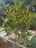 精品桂花樹(shù)苗原生濃香型八月金桂丹桂四季桂庭院綠化四季常青易活 金桂粗1.5公分高70-1米左右 不含盆 曬單實(shí)拍圖
