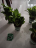 雙盟綠蘿盆栽除甲醛花卉綠植辦公室新房凈化空氣 120款10盆源頭直發(fā) 曬單實拍圖