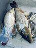 富源百川317二代綜合魚(yú)竿鯽魚(yú)竿鯉魚(yú)臺釣手桿釣魚(yú)桿碳素超輕超硬魚(yú)桿7.2m 曬單實(shí)拍圖