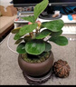 植男植女小盼菩提發(fā)財樹(shù)植物室內禪意招財樹(shù)盆景辦公室桌面綠植源頭直發(fā) 曬單實(shí)拍圖