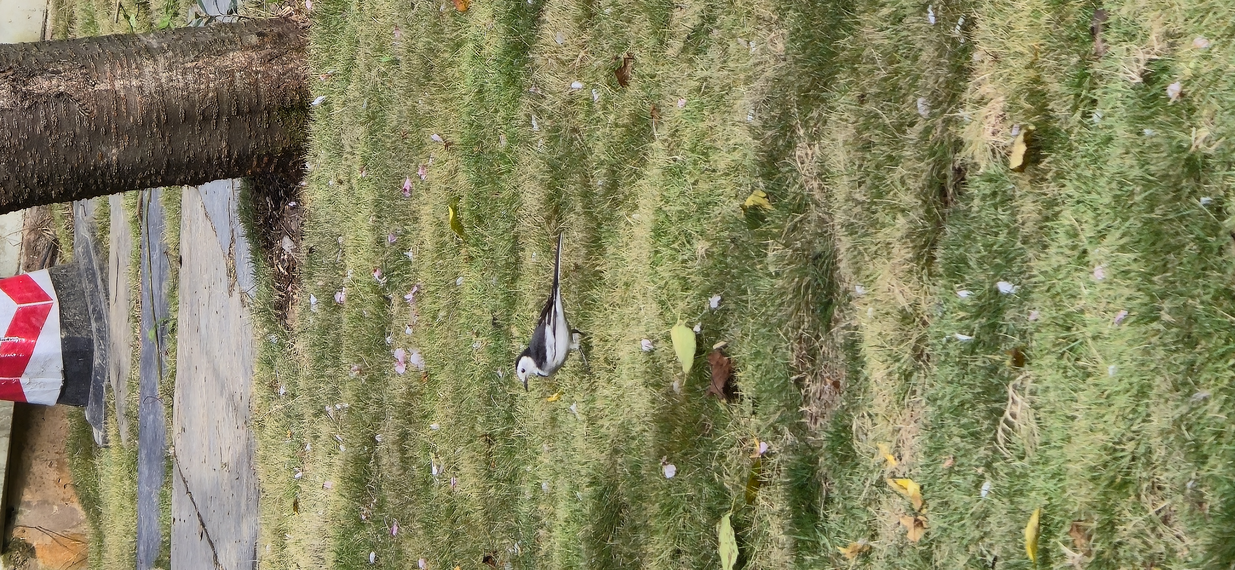 三星【價(jià)保11.11】Samsung Galaxy S24 Ultra AI手機 2億像素 第三代驍龍8 拍照手機 12GB+256GB 鈦灰 曬單實(shí)拍圖