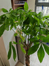 臨雅辮子發(fā)財樹(shù)客廳盆栽大型室內綠植招財樹(shù)辦公室喬遷開(kāi)業(yè)落地植物棵 辮子發(fā)財樹(shù)1.2-1.3m+樹(shù)脂福字盆 曬單實(shí)拍圖