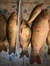 民間藝人磨砂漂身魚(yú)漂野釣輕口鯽魚(yú)鯉魚(yú)浮漂高靈敏醒目加粗鰱鳙大物漂 MX17漂長(cháng)49CM吃鉛4.6克 曬單實(shí)拍圖