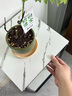 小匠材花架客廳落地式鐵藝立柱植物擺放架花盆托層置物架陽(yáng)臺黑白30*80 曬單實(shí)拍圖