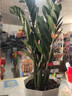 【招財進(jìn)寶金錢(qián)樹(shù)】客廳大型綠植好養活 開(kāi)業(yè)喬遷禮吸甲醛 菱形白盆 高60-70cm+蝴蝶結綁帶 55-80cm 曬單實(shí)拍圖